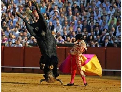 bull_funny_pics-s500x375-17812-580.jpg