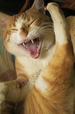 laughing cat2.jpg