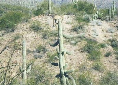 cactus.jpg