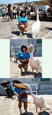 pelican-attack.jpg