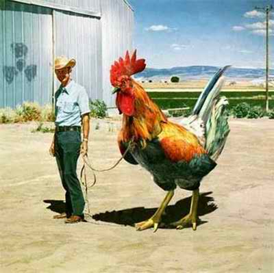 giant-cock.jpg