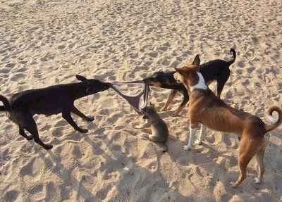 funny-animals.jpg
