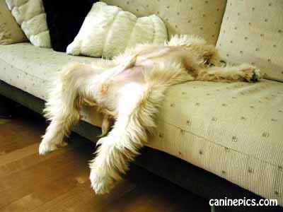 stretched out dog.jpg