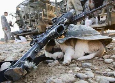 puppy.jpg