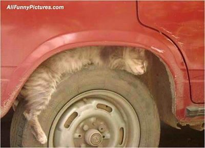 stupidcat.jpg