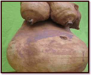 food_porn_rootbaby3boob.png