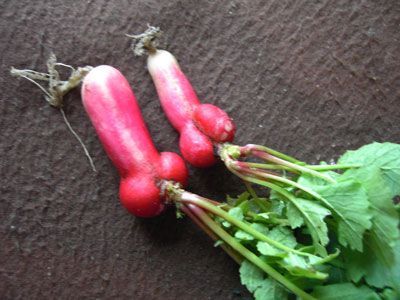 Rude radishes.jpg
