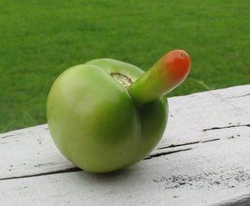 tomato.jpg