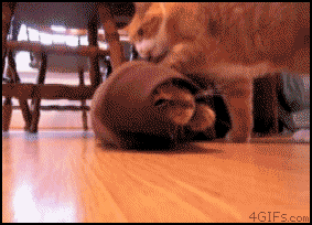 433.gif