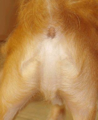 catbuttone.jpg