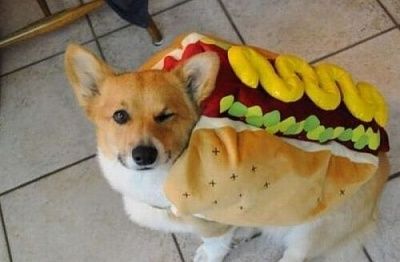 funny-animals-0.jpg