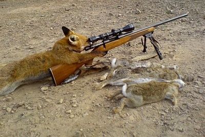 supre-fox.jpg