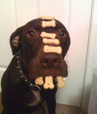 awesome-animal-pets-0.jpg