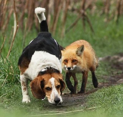worlds-worst-hunting-dog-535x508.jpg