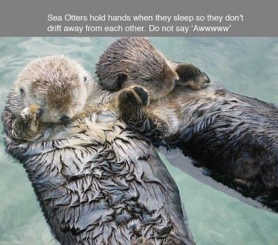 say-aww-1.jpg
