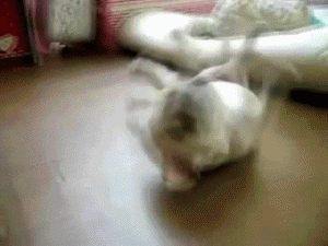 1306724682578.gif