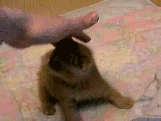 1306733419057.gif
