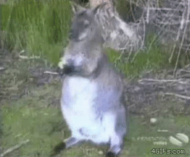 1306910722775.gif