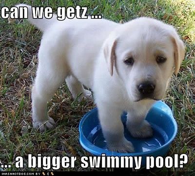 3205e_cute-puppy-pictures-swimmy-pool.jpg