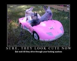 bunny car.jpg