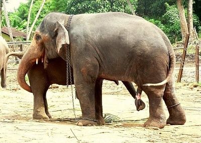elephant-bj.jpg
