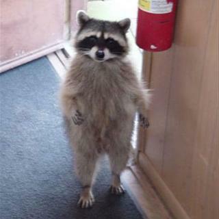 Name:  raccooncat2.jpg
Views: 173
Size:  12.4 KB