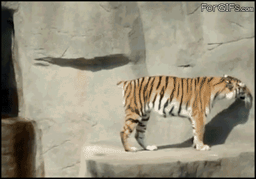 bird_divebombs_tiger.gif