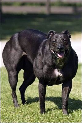 dog2.jpg