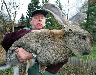 lepus.jpg