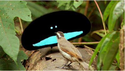 bird.jpg