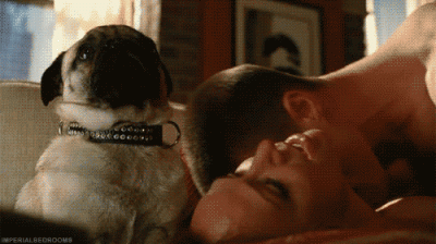 dog-pretends-not-seeing-couple-having-sex.gif