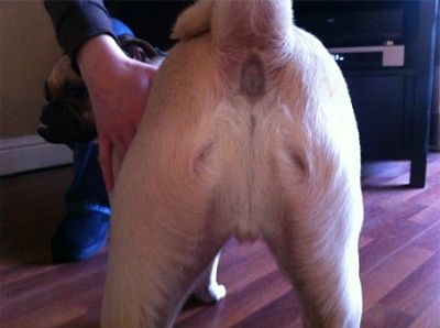 buttholedog1sdfsd.jpg