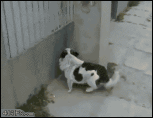 41613.gif