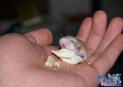 tiny-hamster.jpg