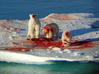 polar-bear-family-having-dinner.jpg
