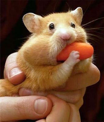 hamster2.jpg