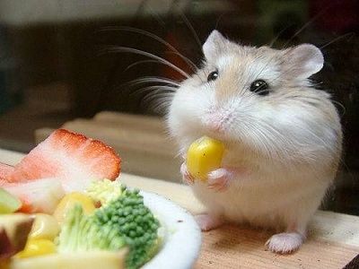 hamster1.jpg