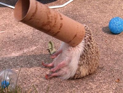 hedgehock_observatory.jpg