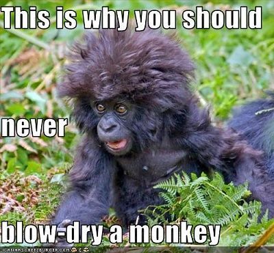 funny-pictures-monkey-has-funny-hair.jpg