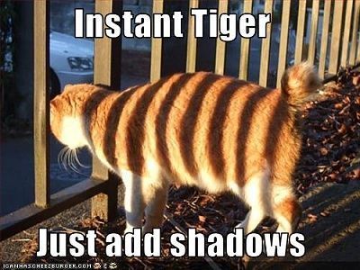 funny-pictures-your-cat-has-tiger-stripes.jpg