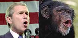 bush.jpg