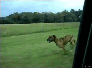 dog_jumps_out_of_moving_car_-_ouch.gif