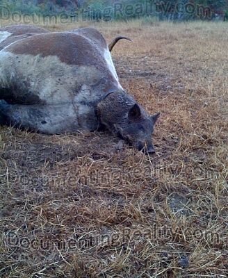 pig-steer-butt-hole.jpg