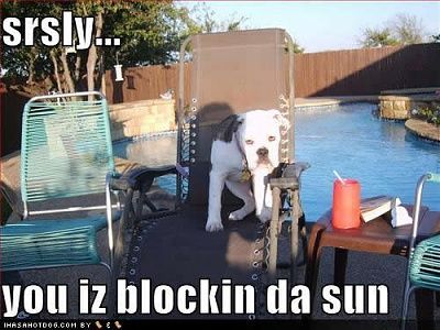 funny-dog-pictures-blockin-sun.jpg