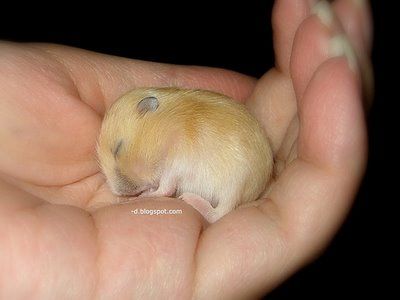 baby-hamster1.jpg