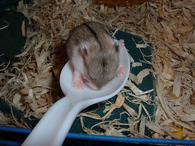 baby-hamster2.jpg