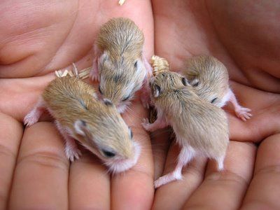baby-hamster3.jpg