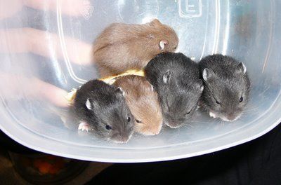 baby-hamster4.jpg