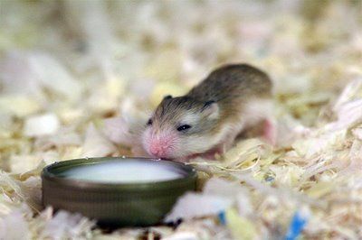 baby-hamster5.jpg
