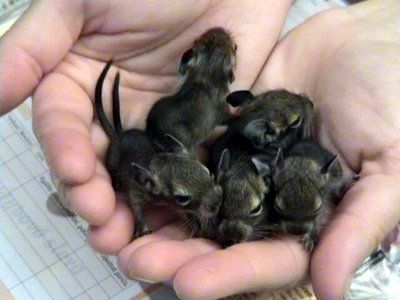 Degu+babies.jpg
